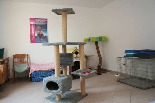 Tierärztliche Praxis Dr. Ilka Pfeffer - Katzenpension