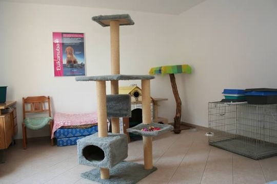 Tierärztliche Praxis Dr. Ilka Pfeffer - Katzenpension