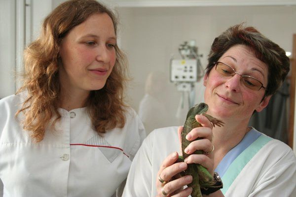 Tierärztliche Praxis Dr. Ilka Pfeffer - Echse