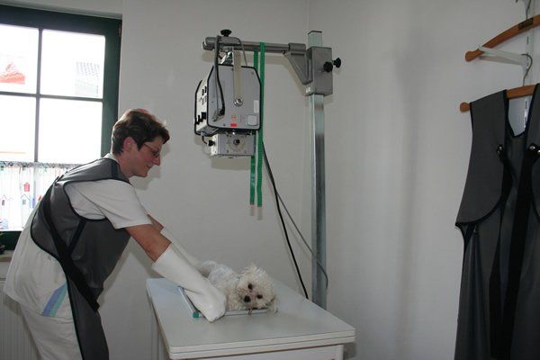 Tierärztliche Praxis Dr. Ilka Pfeffer - Röntgen